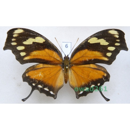 Consul fabius Cramer, 1776 Columbia 83mm6